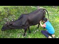 Amazing cow new  cow milk drinking directly