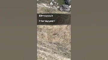 Волки зарезали ягнёнка! Новое нападение волков в Дагестане.