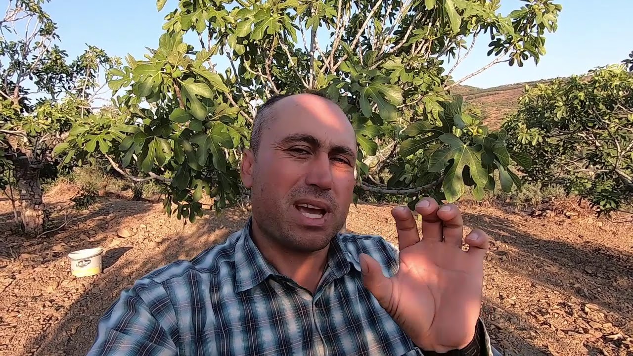 İncirde İleklemeyi Nasıl Yapıyoruz - Muhabbet - Kaliteli incir Nasıl Olur