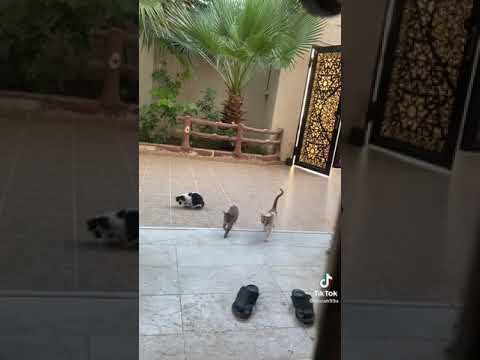 فيديو: قابل سامسون: أكبر قطط في مدينة نيويورك ونجم إنترنت فيديو: قابل سامسون: أكبر قطط في مدينة نيويورك ونجم إنترنت
