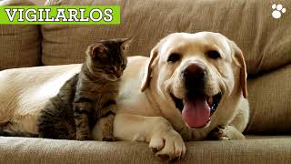 La convivencia perros y gatos. Consejos para hacer que un perro y un gato se lleven bien. by Tiendanimal 596 views 3 years ago 51 seconds