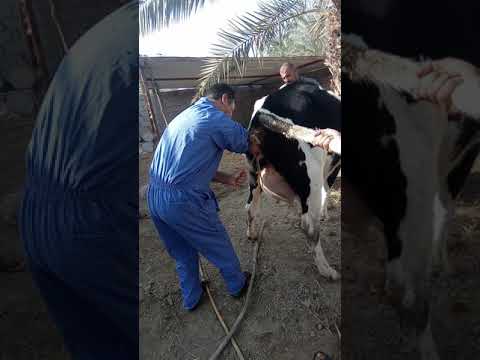 حالة  عسر ولادة لبقرة  Dystocia treatment in cow