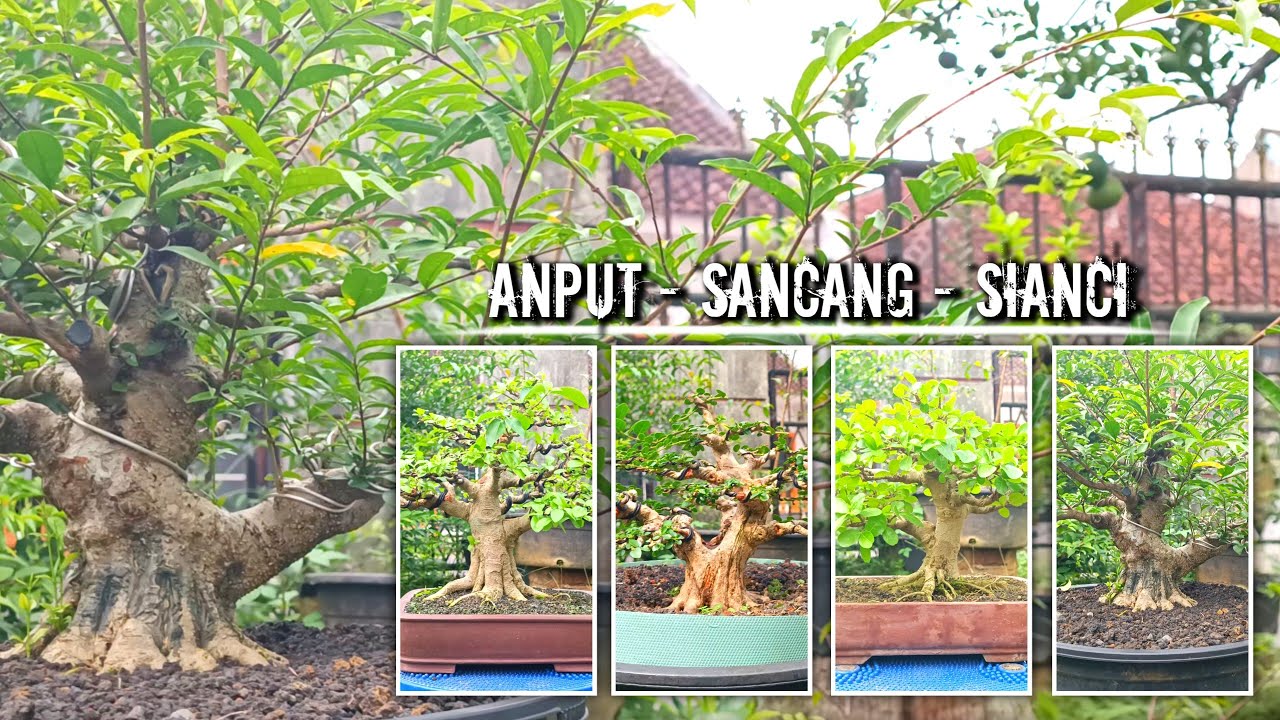 Review Program Bonsai Anting putri, Sancang dan Sianci kecut Sardi Jaya Bonsai