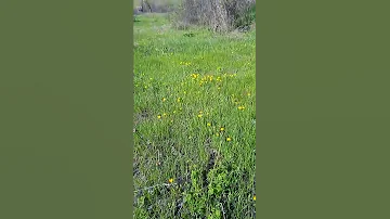 когда цветут одуванчики