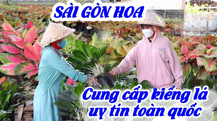 Mua cây cảnh lấy hóa đơn đỏ ở đâu tphcm năm 2024