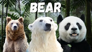 Celebrity 🐻 All Bear Species in the World Explained in 3 Minutes! Net Worth