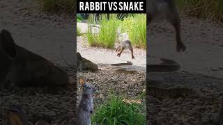 Rabbit Attack Snake