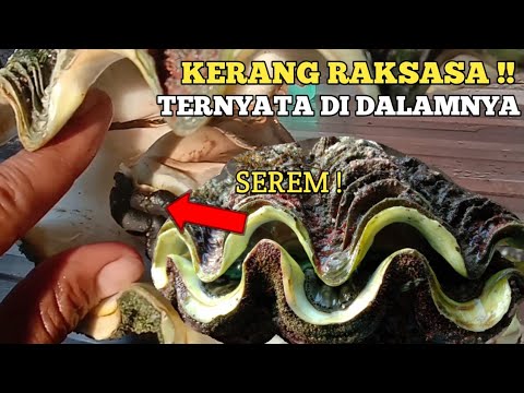 Video: Julien Dalam Kerang Laut Yang Besar