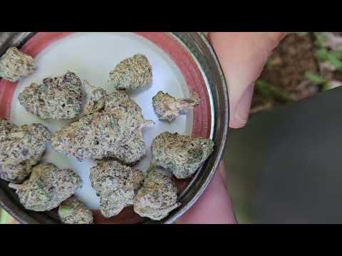 grape gas: a nug review
