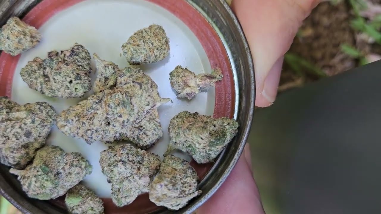 grape gas: a nug review