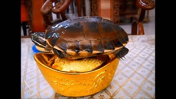 Thiên đường cá cảnh mới đẹp nhất ,Cá La Hán nổi tiếng,nhạc xuân hay mọi thời đại  xuân hay thời đại