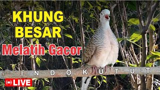 Download Lagu Perkutut Lokal Gacor suara besar di alam liar manjur buat masteran MP3