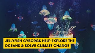 Jellyfish Cyborgs Help Explore The Oceans & Solve Climate Change