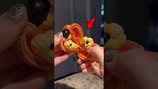 3 Frutas Tan Extrañas Que Parecen Falsas (¡La Número 1 Parece de Otro Planeta!) 😱🍈
