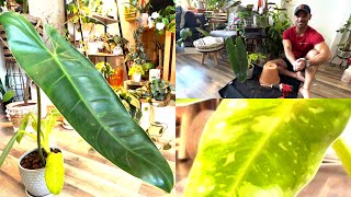 Philodendron Jose Buono: Care tips and Repotting (4K)