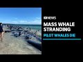 More than 20 pilot whales die after a mass stranding in Dunsborough | ABC News