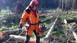 Felling a chain saw with a new Generation Husqvarna 135 MARK II