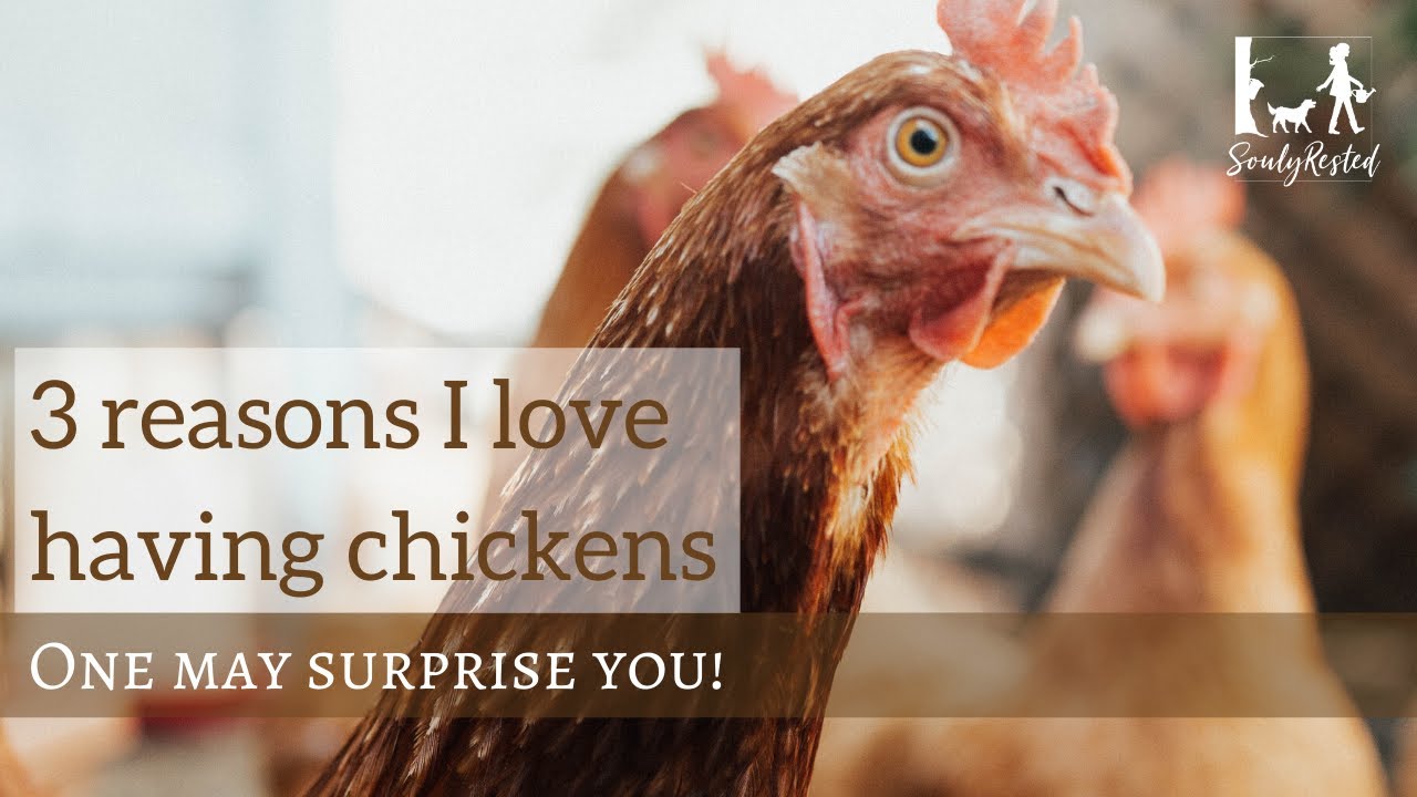 Raising Chickens in a New England winter YouTube