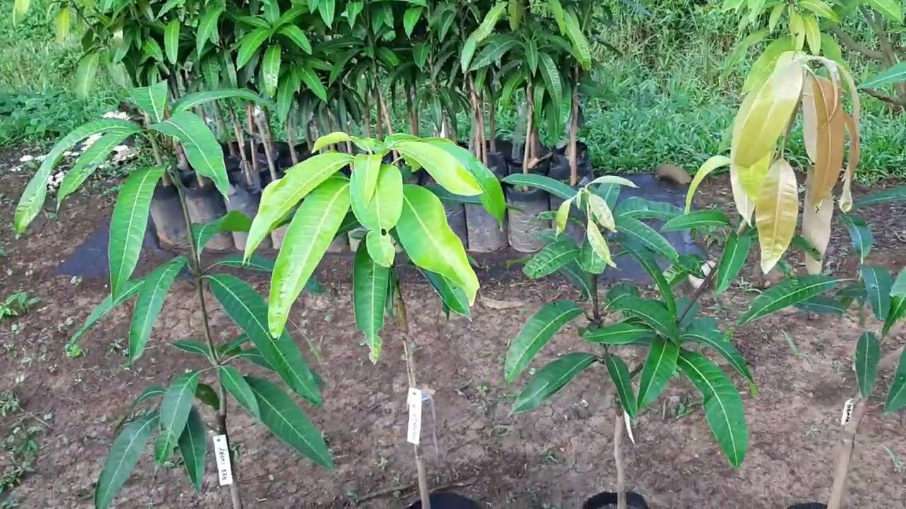 BIBIT MANGGA SUPER, GARANSI KEASLIANNYA # IJO BIBIT WA 081542816046 #