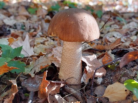 Поход за грибами как есть! Осенние грибы 2024 года.