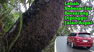 Lebah Sebesar Ini Bersarang Dipinggir Jalan Aspal #lebah #madu #hutan #alam #maduhutan #panenmadu