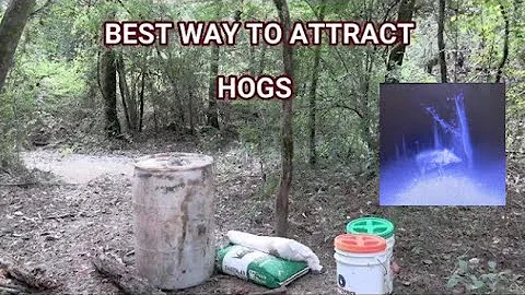 Hog hunting! Bait sites for hogs