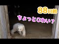 【ホッキョクグマ】赤ちゃんはじめての外！【88日齢】Polar Bear Baby Growth Record(Day 88)