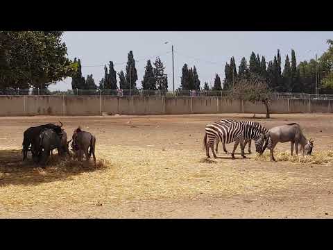 Fedding time in Safari open area