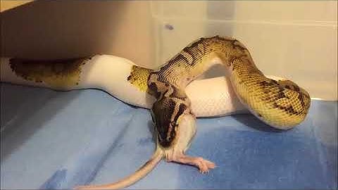 Record keeping @ Spartan Reptiles