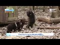 Медведи сироты из Кировской области живут в Тверской области  Новости Кирова  20 05 2021