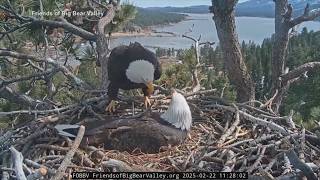 Internet-famous bald eagle Jackie recovering after rescue