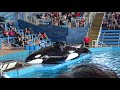 Sea world 2017 Shamu show