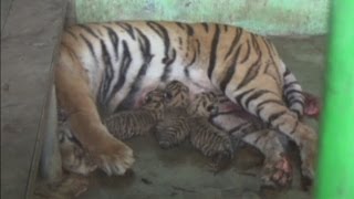 Cute alert! Rare baby tiger cubs born in Indonesian zoo