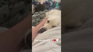 Can we do it?! 🐶💬❤️ #dogs #dogshorts #dogsofyoutube #cutedogs #funnydogs #pets #cutepets #fyp