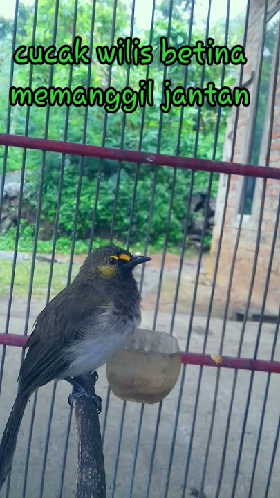 burung cucak Wilis betina memanggil jantan