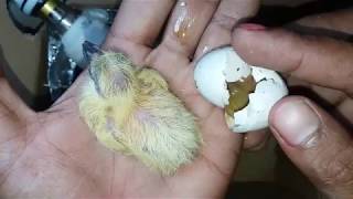 How To Make  An Incubator Pigeon At Home || Egg Hatched || Part - 03