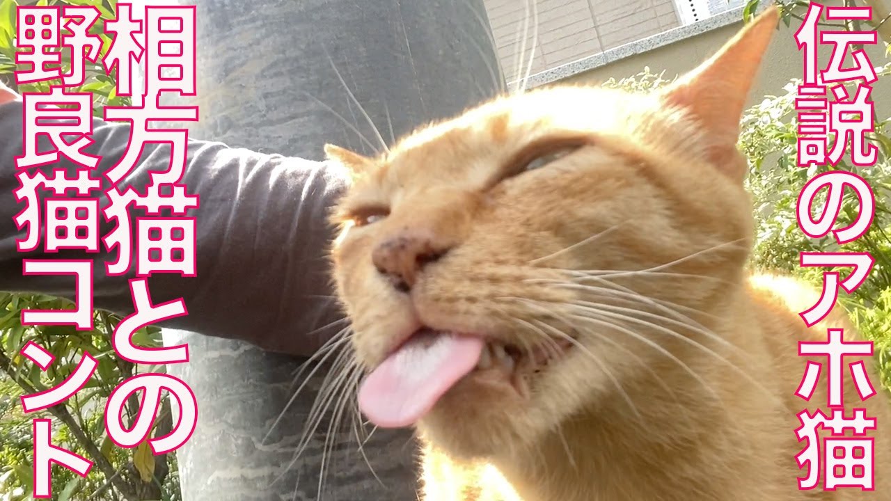 あほねこ 稀代のアホ猫、相方猫との街角猫コント The comedy cats' skit - YouTube