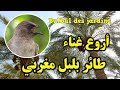     chant de bulbul des jardins