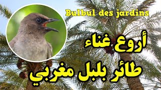 أروع تغريد طائر بلبل مغربيChant de Bulbul des jardins