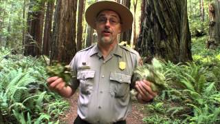 Redwood Ranger Minute: The Wonders of Lichen