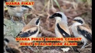 SUARA PIKAT BURUNG CENDET RIBUT DI ALAM LIAR ALAMI