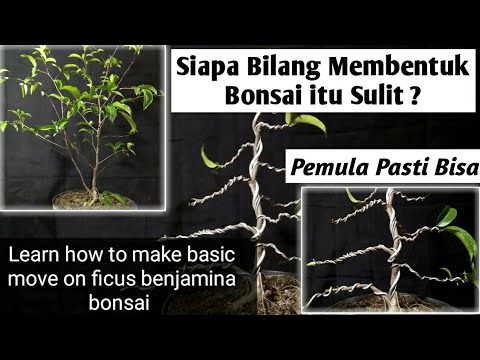 Video: Cara Membentuk Ficus