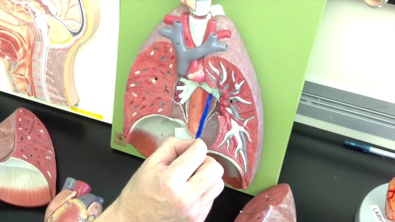 Jonathan Christie PCC 233: Week 1: Lab model on Respiratory System w