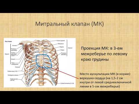 Голотопия сердца