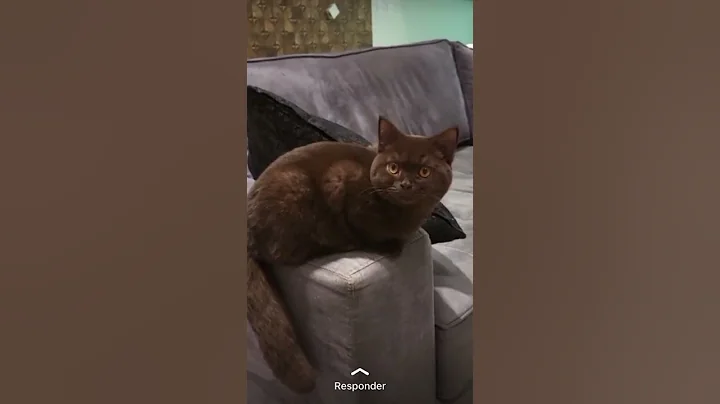 Video 4260261: british shorthair chocolate, gato british shorthair
