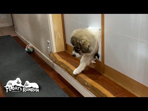 障子に穴が…現行犯ではないので推定無罪のベルです　Great Pyrenees　グレートピレニーズ