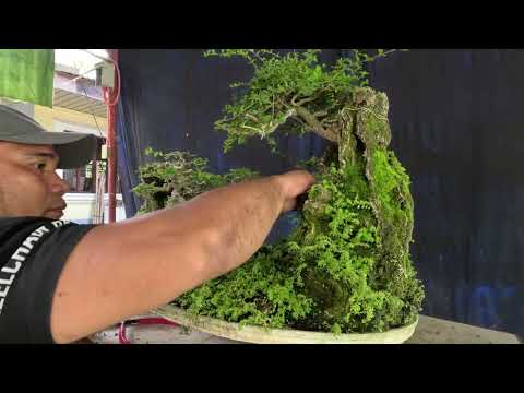 AYUSAN ULIT NATIN ANG PENJING STYLE.