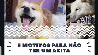 5 MOTIVOS PARA NÃO TER UM AKITA INU