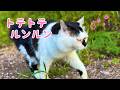 【けいきち新曲】どんな朝でもトテトテ・ルンルン♪「みんな、おはよう」1日の始まりに、君の心にもポカポカ笑顔の花が咲きますように・Have a peaceful day!