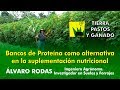 Bancos de Proteína como alternativa en la suplementación nutricional | Tierra Pastos y Ganado